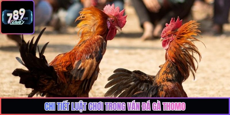 Chi tiết luật chơi trong ván đá gà Thomo