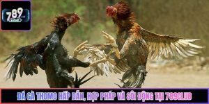 Đá Gà Thomo Hấp Dẫn, Hợp Pháp Và Sôi Động Tại 789Club