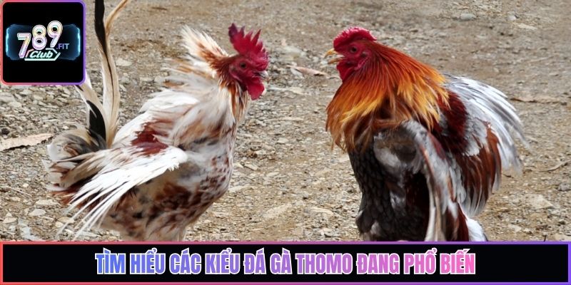 Tìm hiểu các kiểu đá gà Thomo đang phổ biến