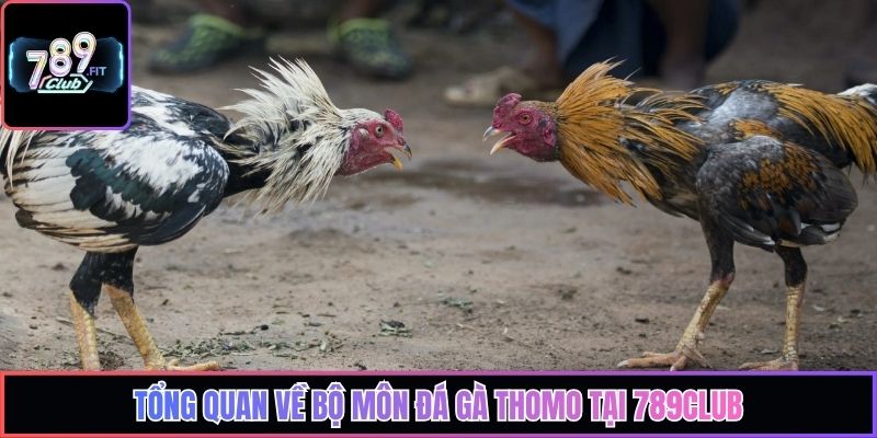 Tổng quan về bộ môn đá gà Thomo tại 789Club